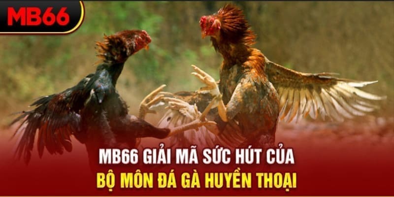 Tham gia đá gà để mang về khoản tiền thưởng cao